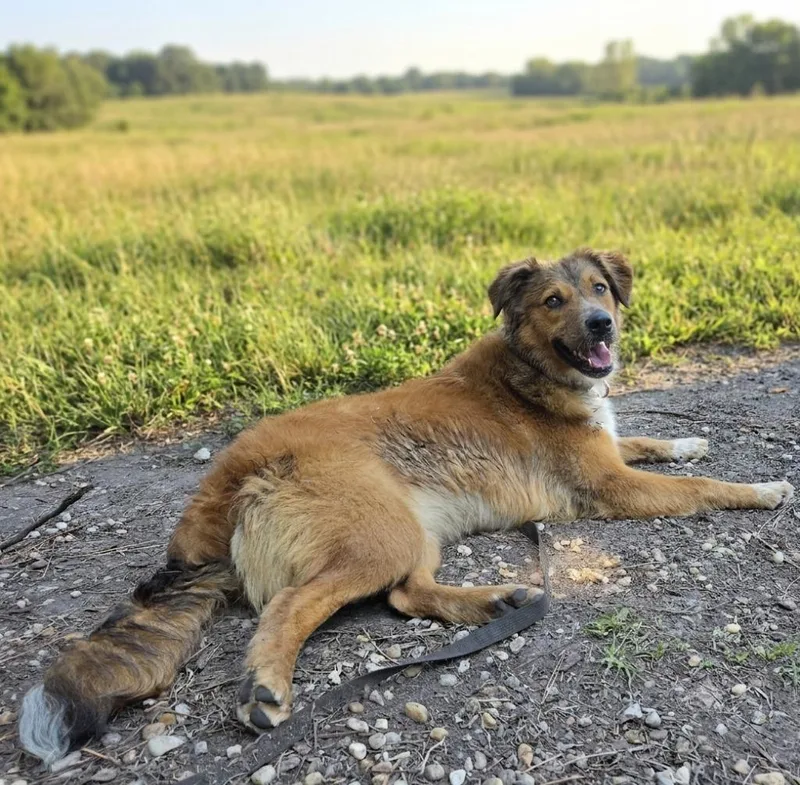 A young medium-sized female Spaniel dog named GojiJosie for adoption in Hardeeville, SC