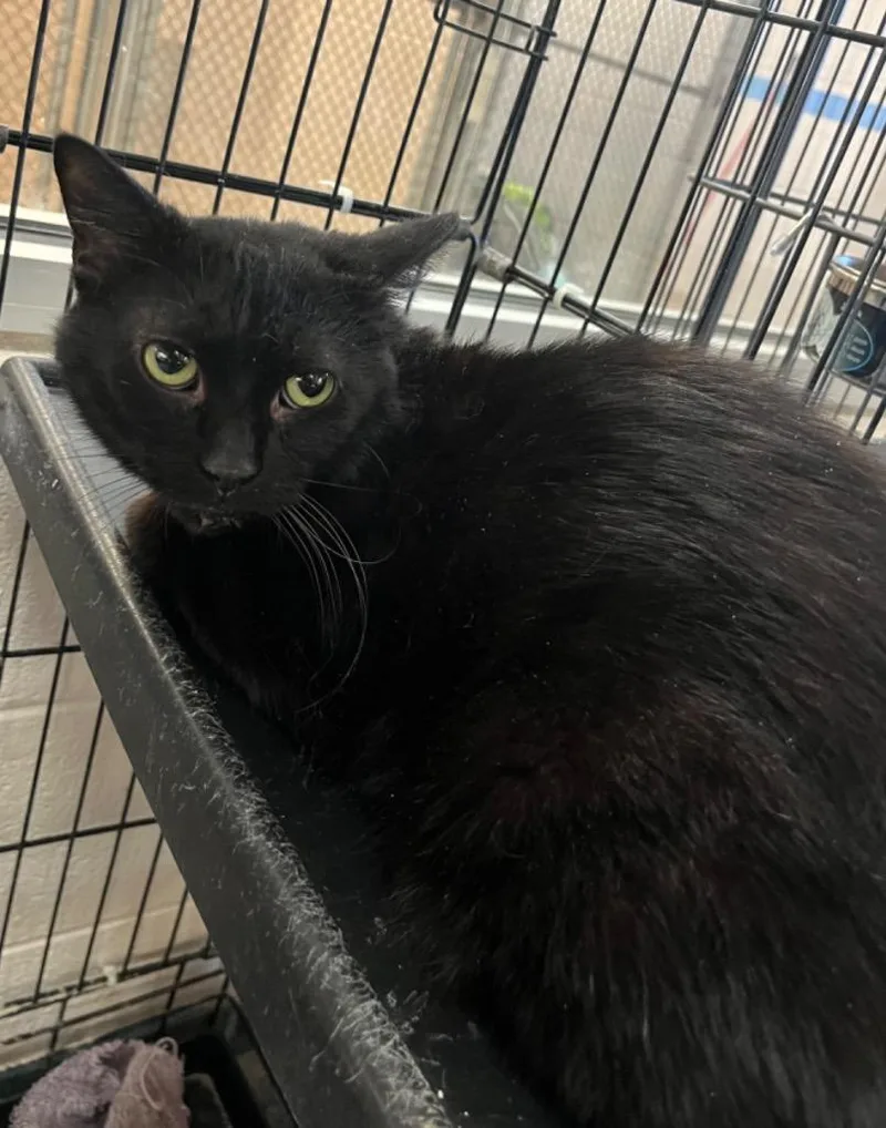 An adult small-sized male Domestic Short Hair cat named Blue Cheese for adoption in Lima, OH