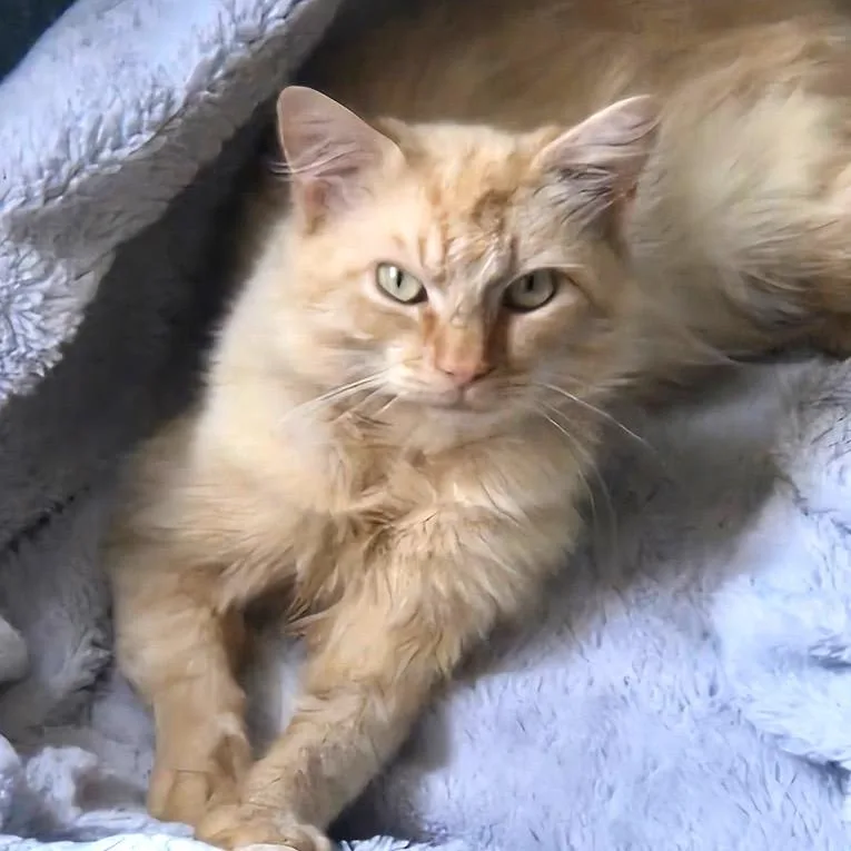 A young medium-sized male Buff / Tan / Fawn Domestic Medium Hair cat named Cleveland for adoption in Chapel Hill, NC