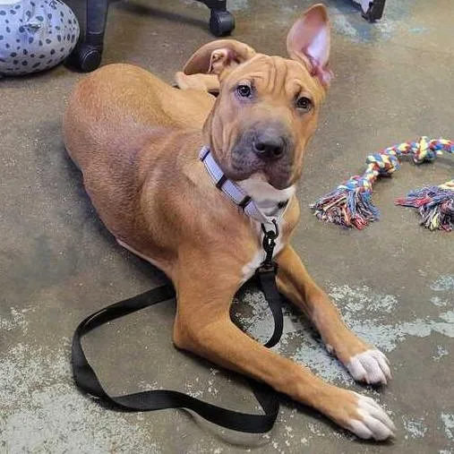 A young large-sized female Yellow / Tan / Blond / Fawn Pit Bull Terrier dog named Winnie K for adoption in Union, MO