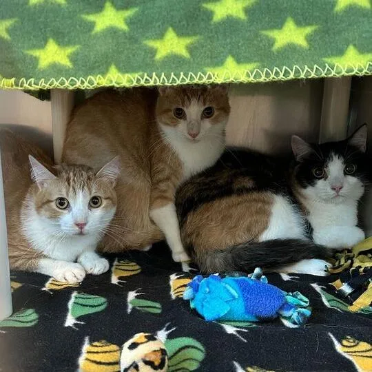 An adult large-sized male Orange / Red Domestic Short Hair cat named Hotdog for adoption in Matteson, IL