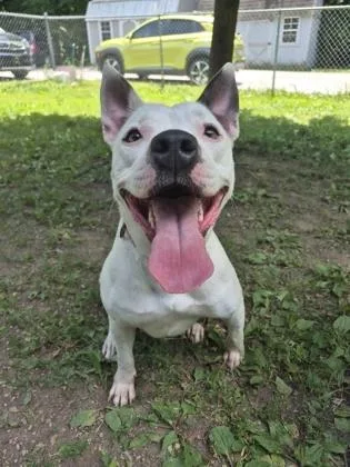 Domino