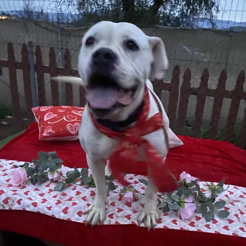 Celeste Sweet American Bulldog thumbnail 2