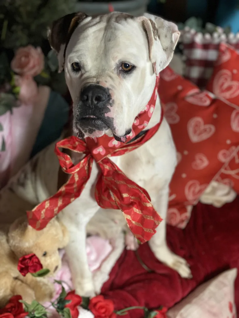 Celeste Sweet American Bulldog