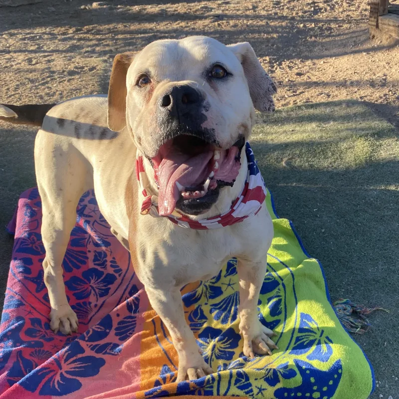 Celeste Sweet American Bulldog thumbnail 3