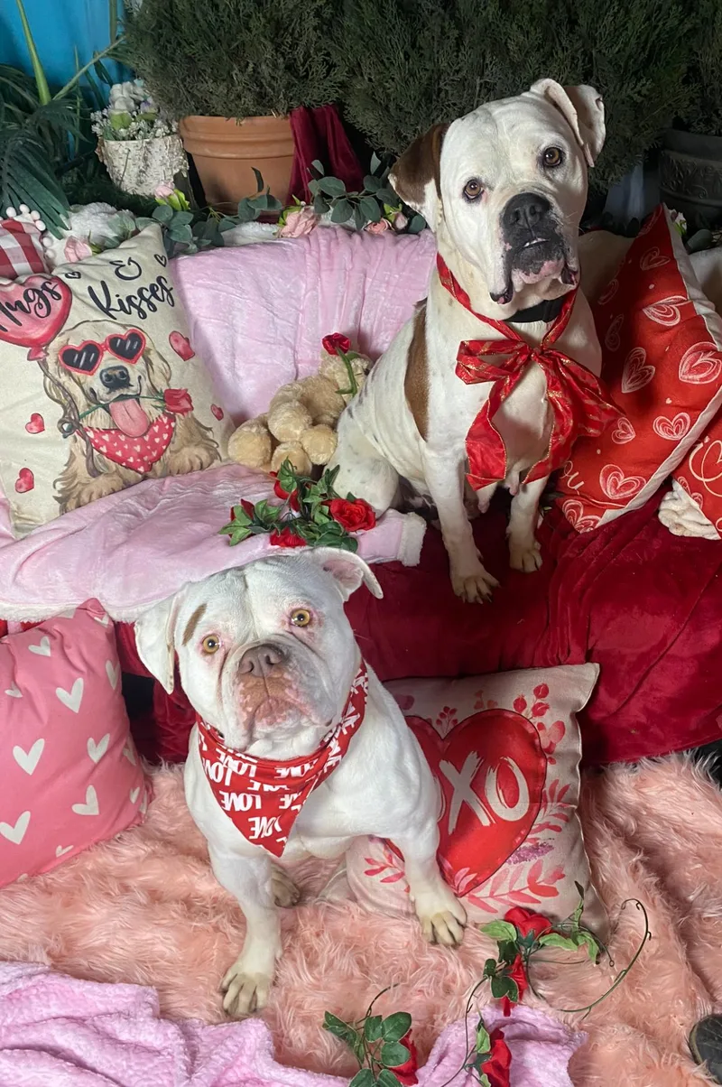 Celeste Sweet American Bulldog thumbnail 4