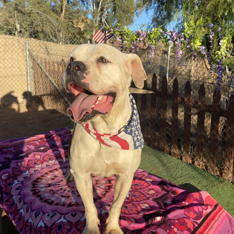 Celeste Sweet American Bulldog thumbnail 5