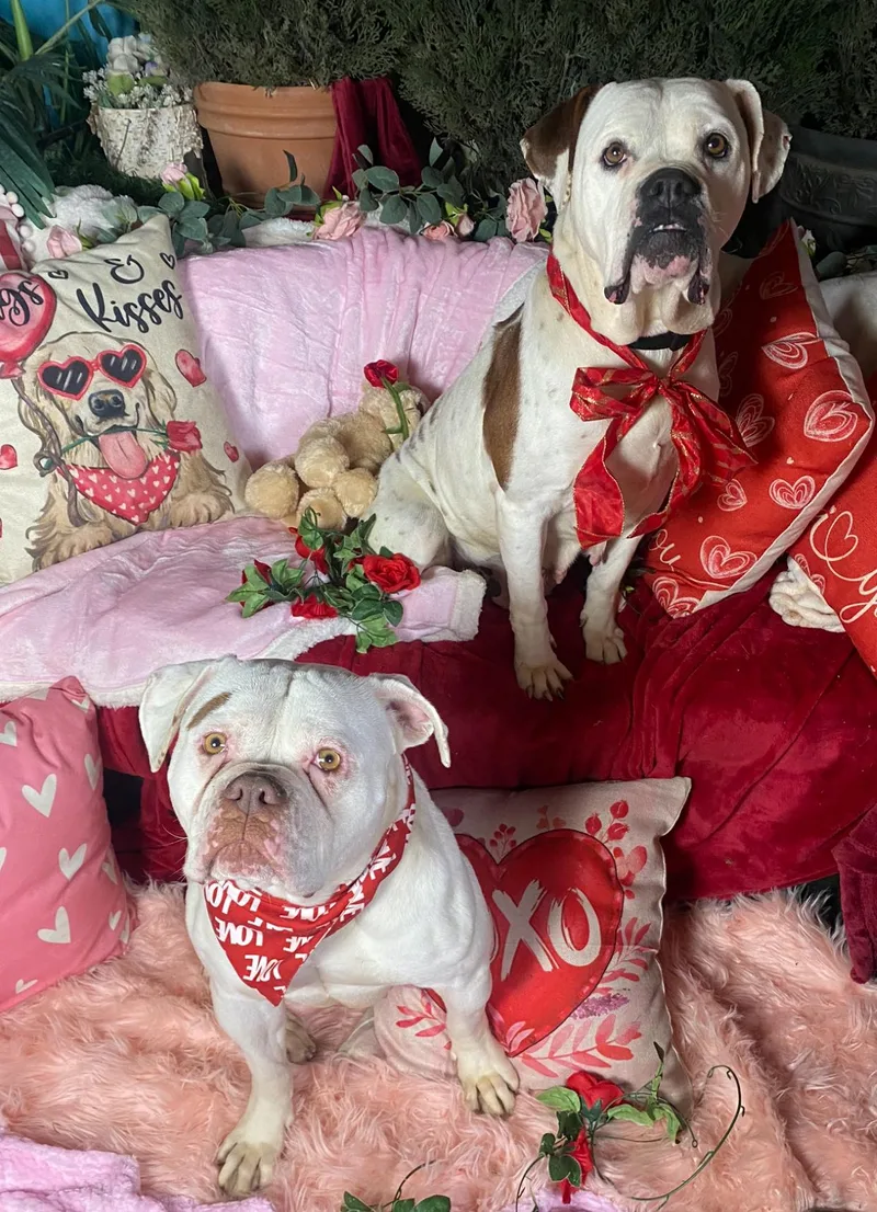 Celeste Sweet American Bulldog thumbnail 6