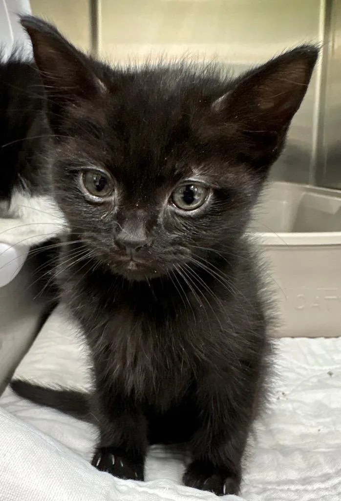A baby medium-sized female Domestic Short Hair cat named Pokemon Eevee for adoption in Greeneville, TN