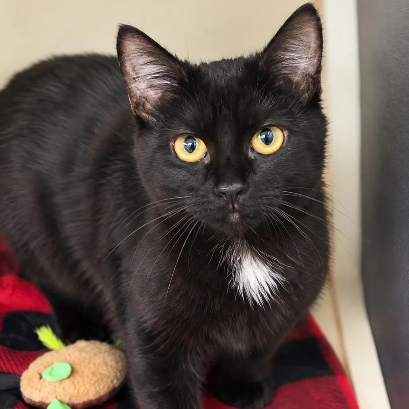 A baby small-sized male Black Domestic Short Hair cat named Jamocha for adoption in South Elgin, IL