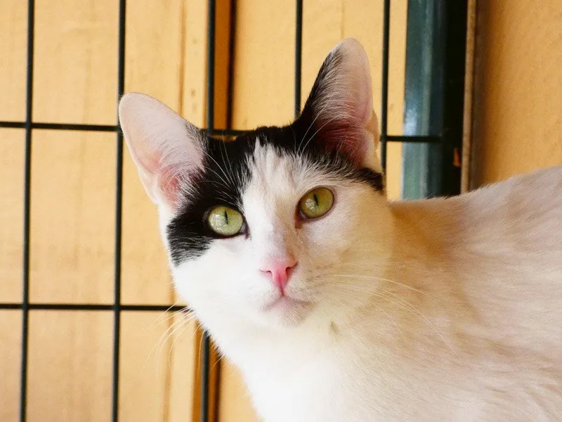 An adult medium-sized male Domestic Short Hair cat named Roose for adoption in Colorado Springs, CO