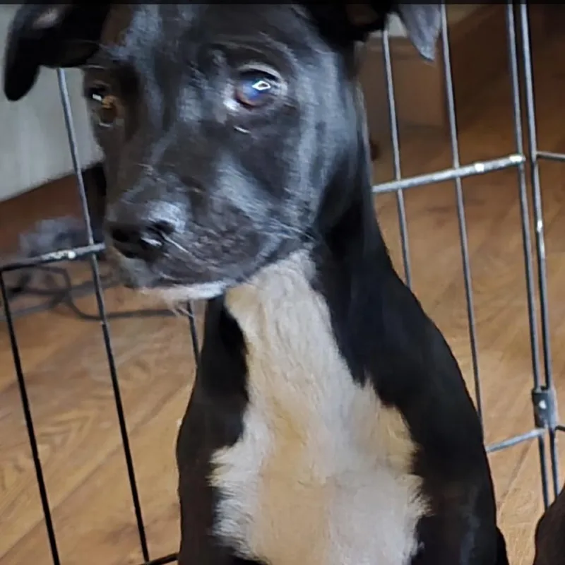 A baby small-sized male Black Mixed Breed dog named Loki for adoption in San Diego, CA