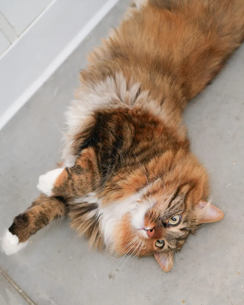 An adult medium-sized female Torbie Domestic Medium Hair cat named Legacy for adoption in Boise, ID