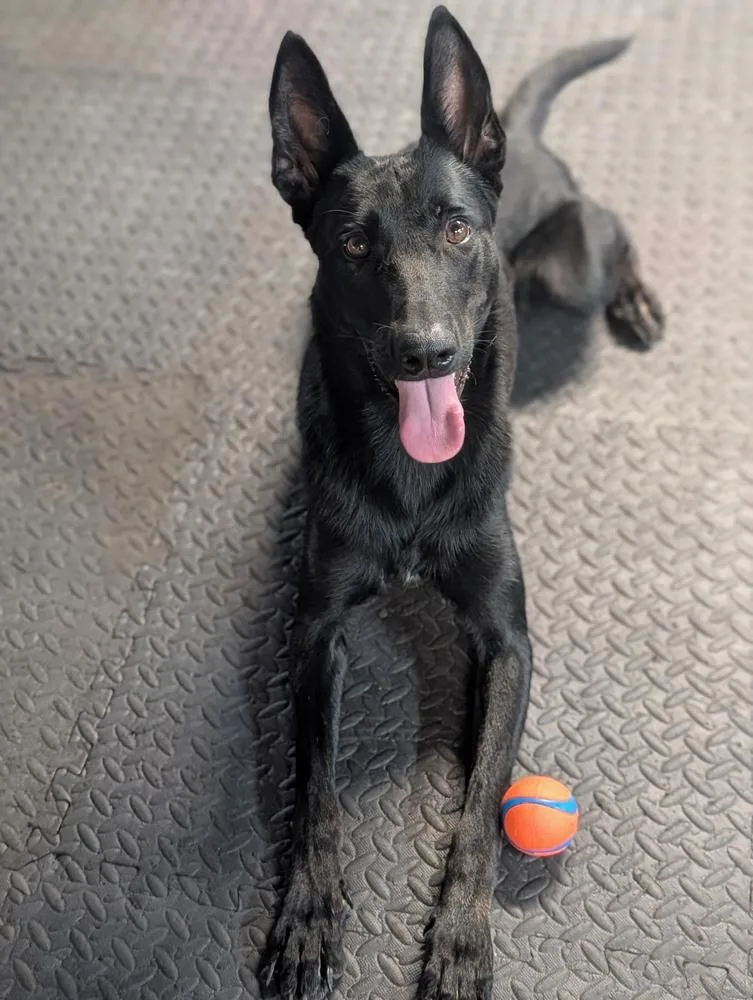 A baby large-sized female Belgian Shepherd / Malinois dog named Demi Located in for adoption in Imlay City, MI