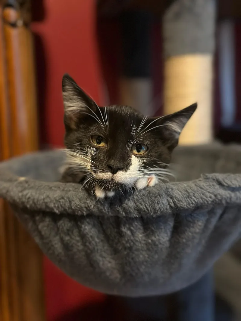 A baby medium-sized female Black & White / Tuxedo Domestic Short Hair cat named Soifon for adoption in Hartville, OH