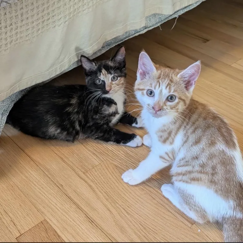 A baby small-sized female Orange & White Domestic Short Hair cat named Cheeto for adoption in Wanaque, NJ