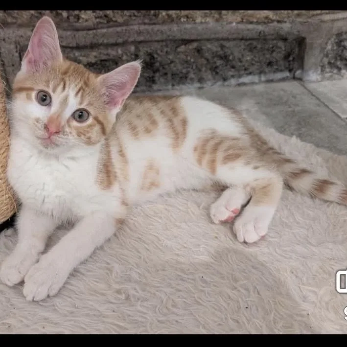 Cheeto thumbnail 3