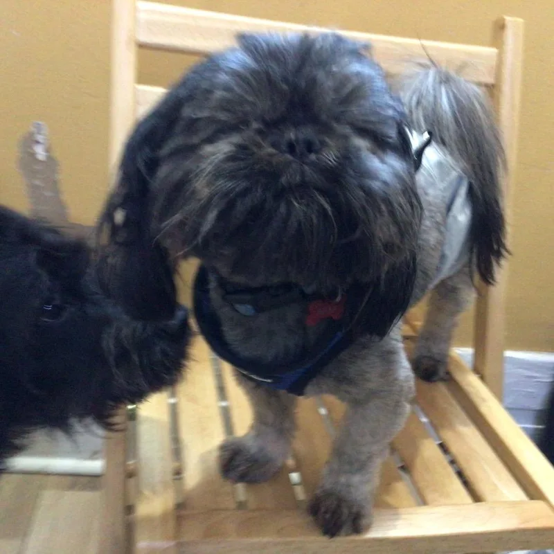 A baby small-sized male Gray / Blue / Silver Maltese dog named Georgie for adoption in New Orleans, LA