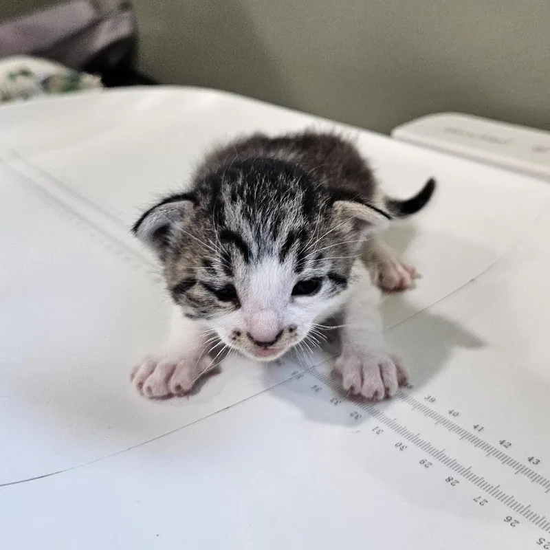 A baby small-sized male Gray / Blue / Silver Domestic Short Hair cat named Da Doo Ron for adoption in Livingston, TX