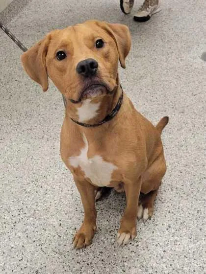 An adult large-sized male Golden Mixed Breed dog named Pacho for adoption in Kansas City, MO