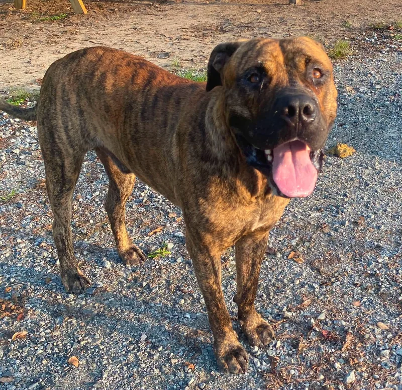 An adult extra large-sized male Brindle Mastiff dog named Hercules for adoption in Lakeland, GA