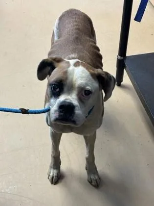 A senior medium-sized female Mixed Breed dog named Lily Belle for adoption in Chamblee, GA