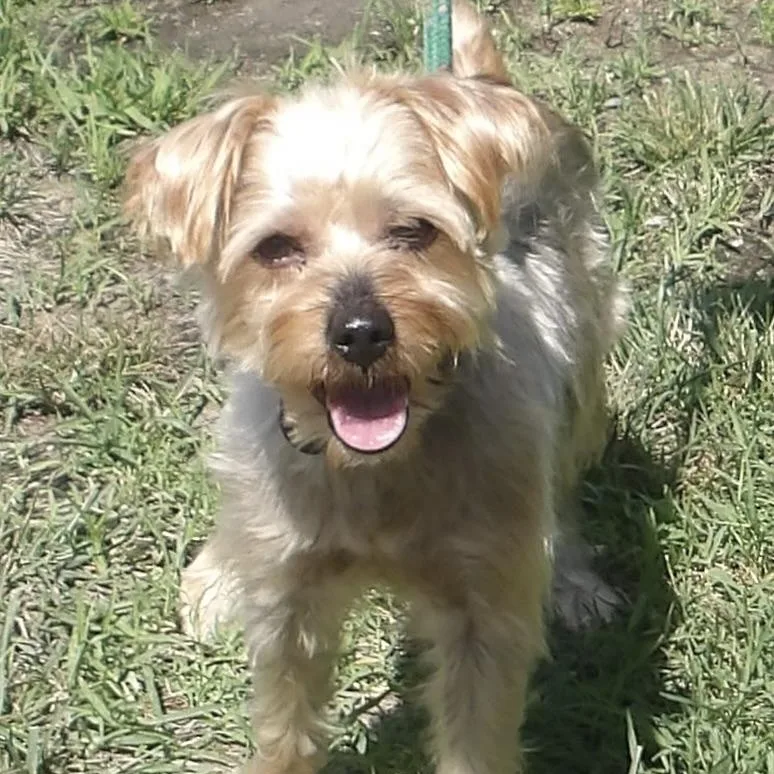An adult small-sized male Terrier dog named Kip for adoption in Gloucester, VA