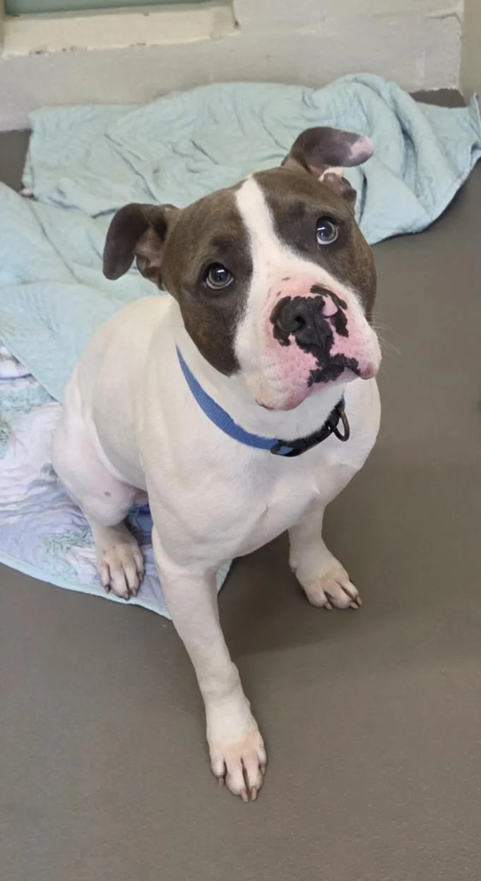 An adult large-sized male Pit Bull Terrier dog named Freedom for adoption in Hagerstown, MD