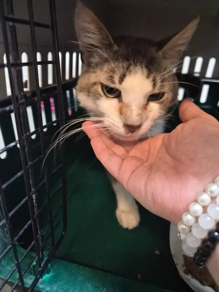 A young medium-sized male Domestic Short Hair cat named Sir Purrsworth for adoption in Rome, GA