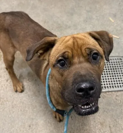 A young large-sized male Yellow / Tan / Blond / Fawn Boxer dog named Oswald for adoption in Cleveland, OH