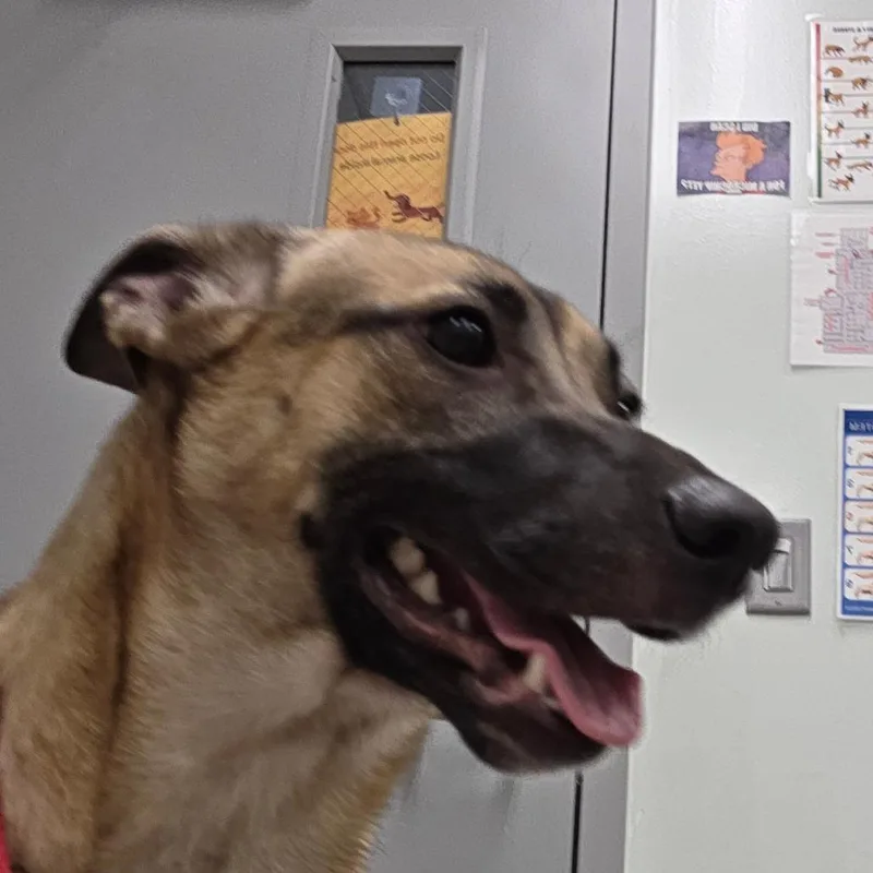 A young medium-sized female Shepherd dog named Runner for adoption in Chattanooga, TN