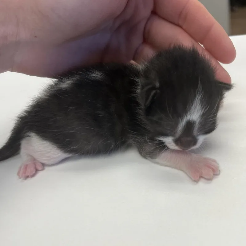 A baby small-sized female Black Domestic Short Hair cat named Lavender for adoption in Morganfield, KY