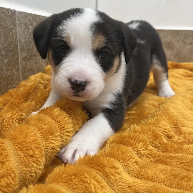 A baby medium-sized female Black Cattle Dog dog named Maree for adoption in Kanab, UT