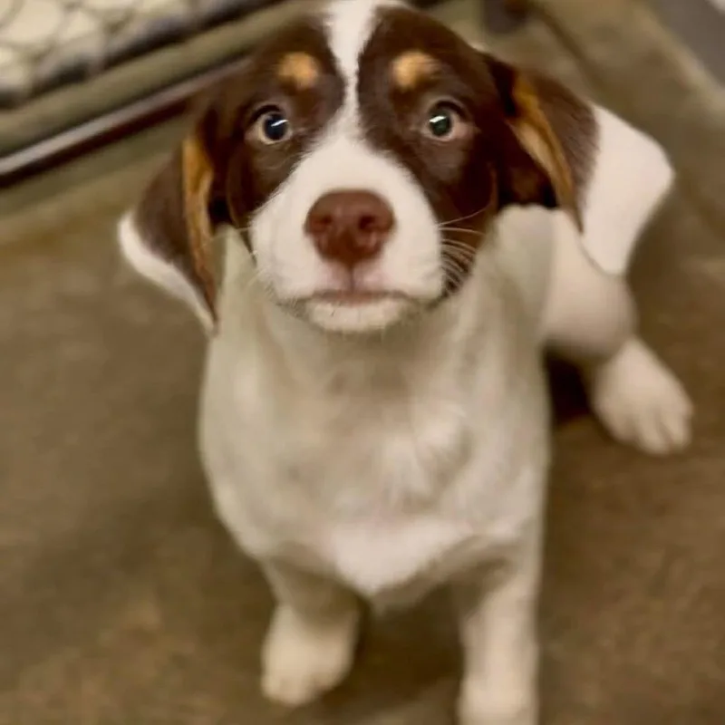 A baby medium-sized female White / Cream Mixed Breed dog named Woopsie for adoption in Springboro, OH