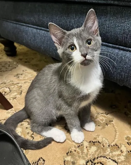 A baby medium-sized male Domestic Short Hair cat named Jasper for adoption in Canfield, OH