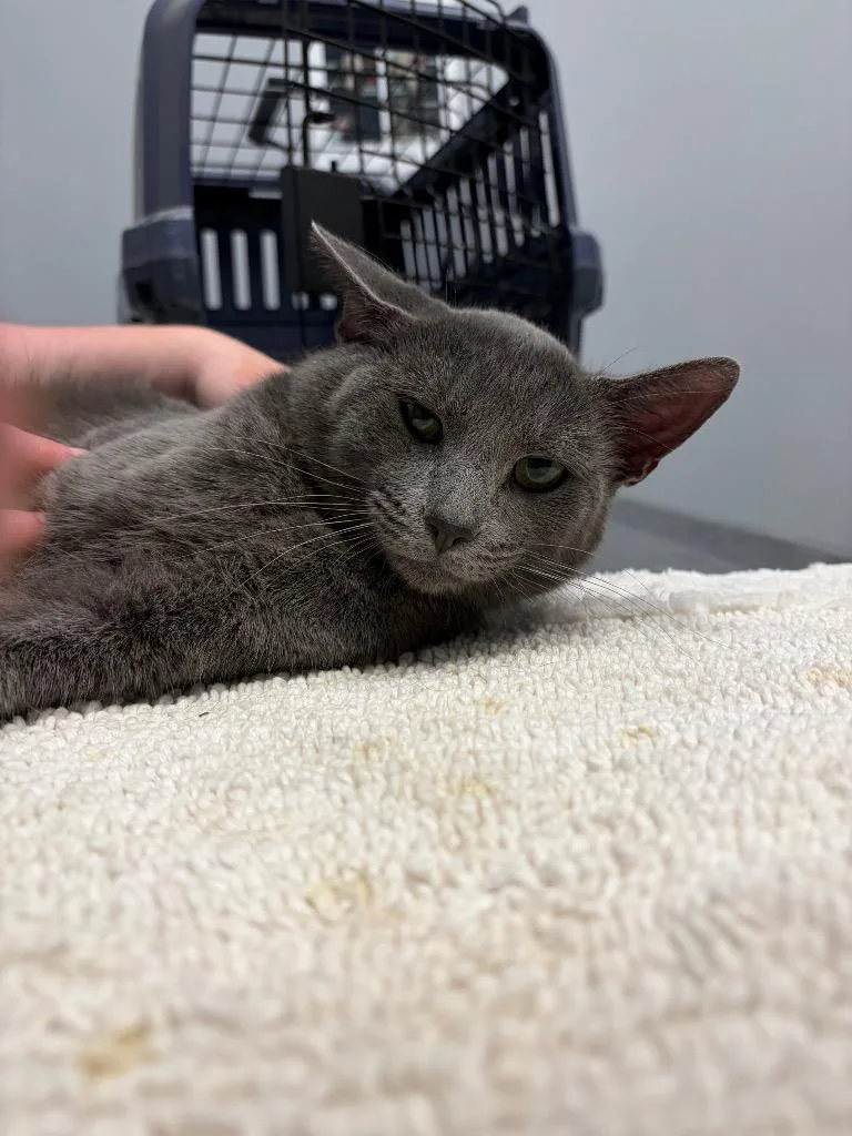 A young medium-sized female Domestic Short Hair cat named Misty for adoption in Bloomington, IN