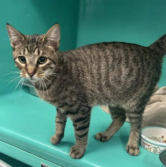 A young medium-sized male Domestic Short Hair cat named Orion months for adoption in Sterling, MA