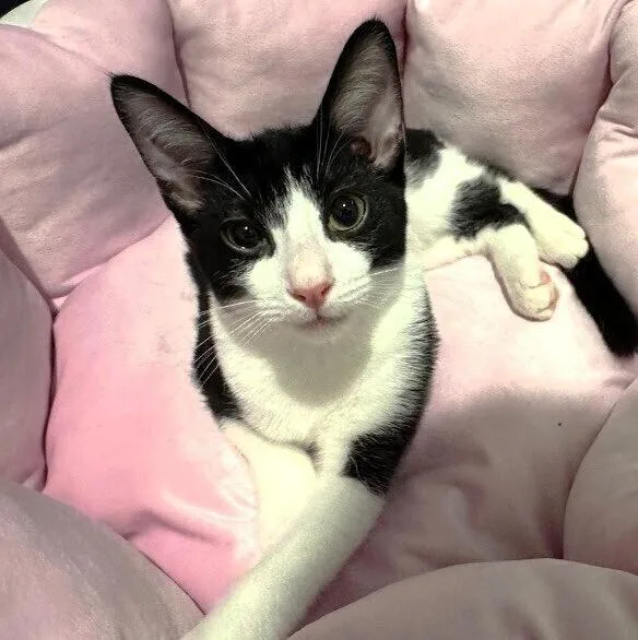 A young small-sized male White Domestic Short Hair cat named Shiloh  S Litter for adoption in Anthem, AZ