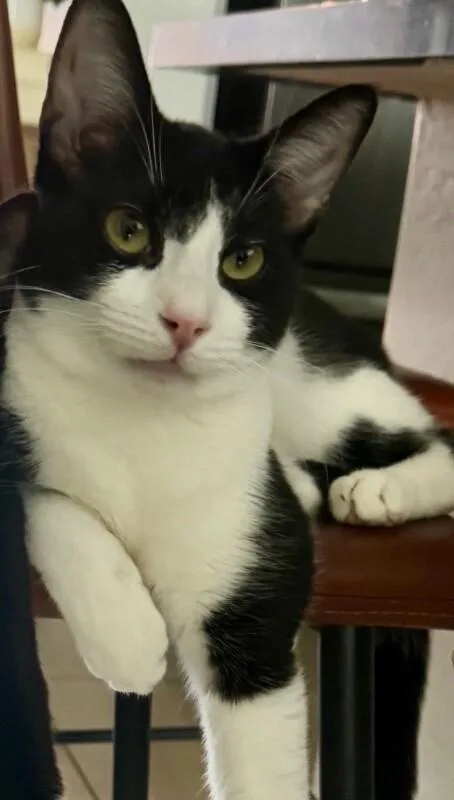 Shiloh  S Litter thumbnail 2