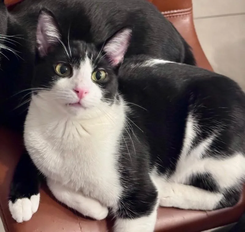 Shiloh  S Litter thumbnail 3