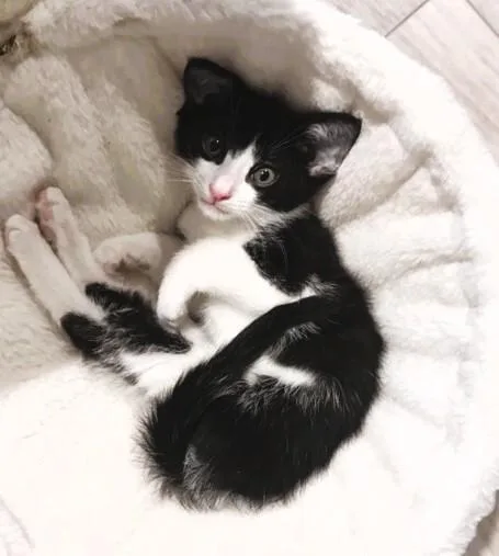 Shiloh  S Litter thumbnail 4