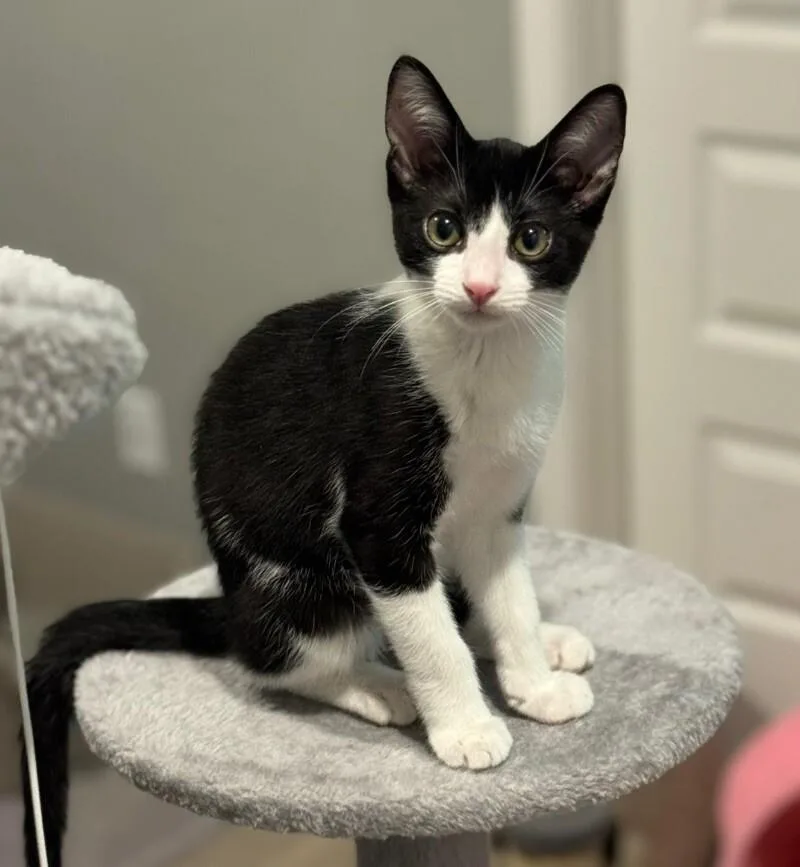 Shiloh  S Litter thumbnail 5