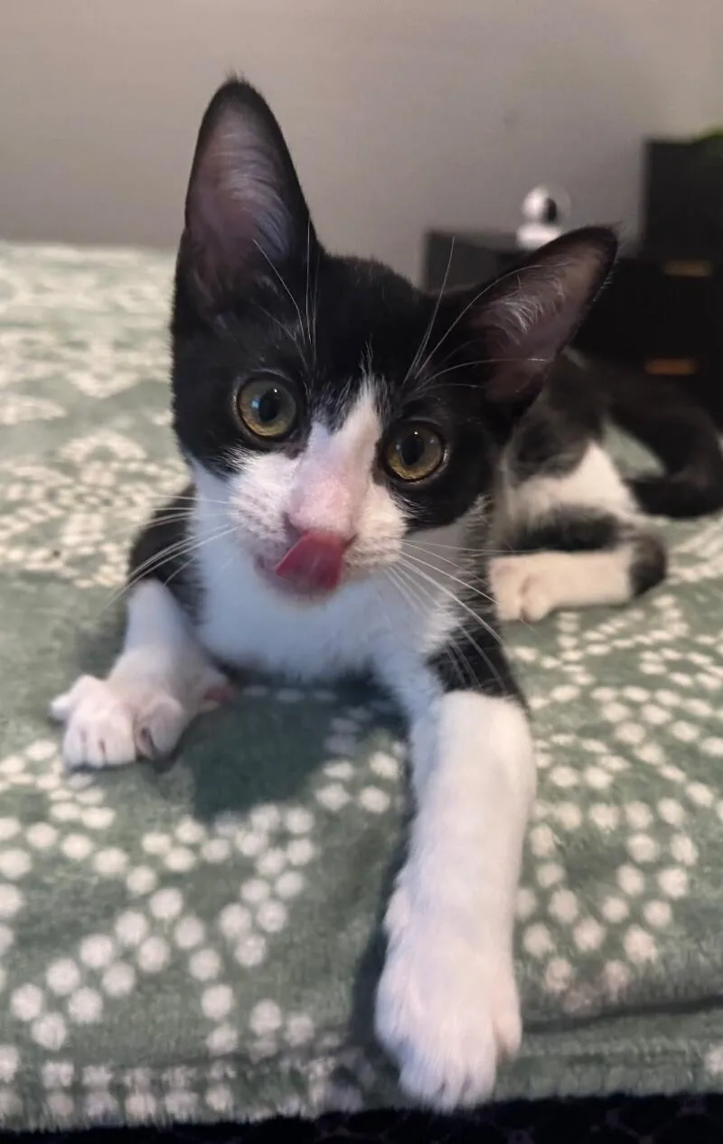 Shiloh  S Litter thumbnail 6