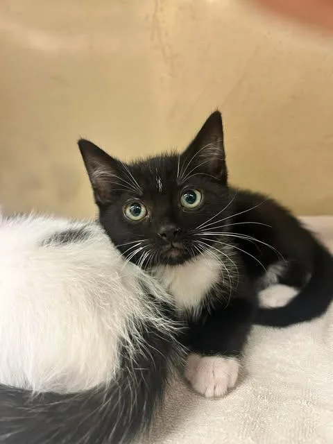 A baby small-sized male Domestic Short Hair cat named Graham for adoption in Fort Myers, FL