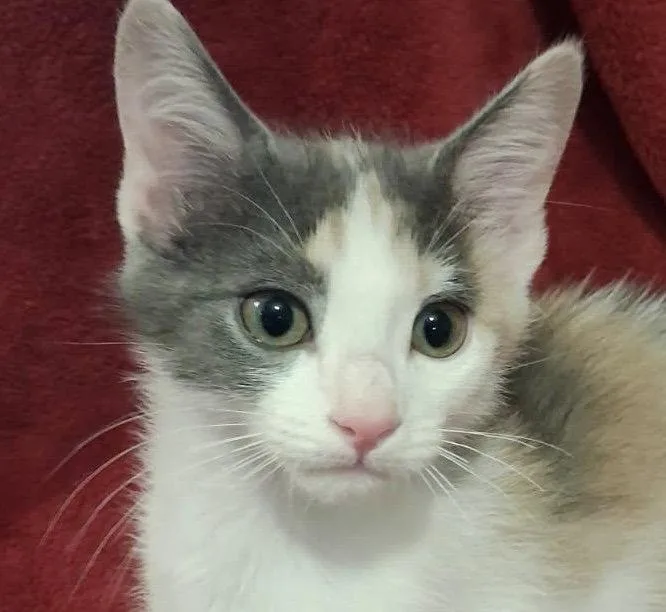A baby small-sized female Domestic Short Hair cat named Kayla for adoption in Cookeville, TN