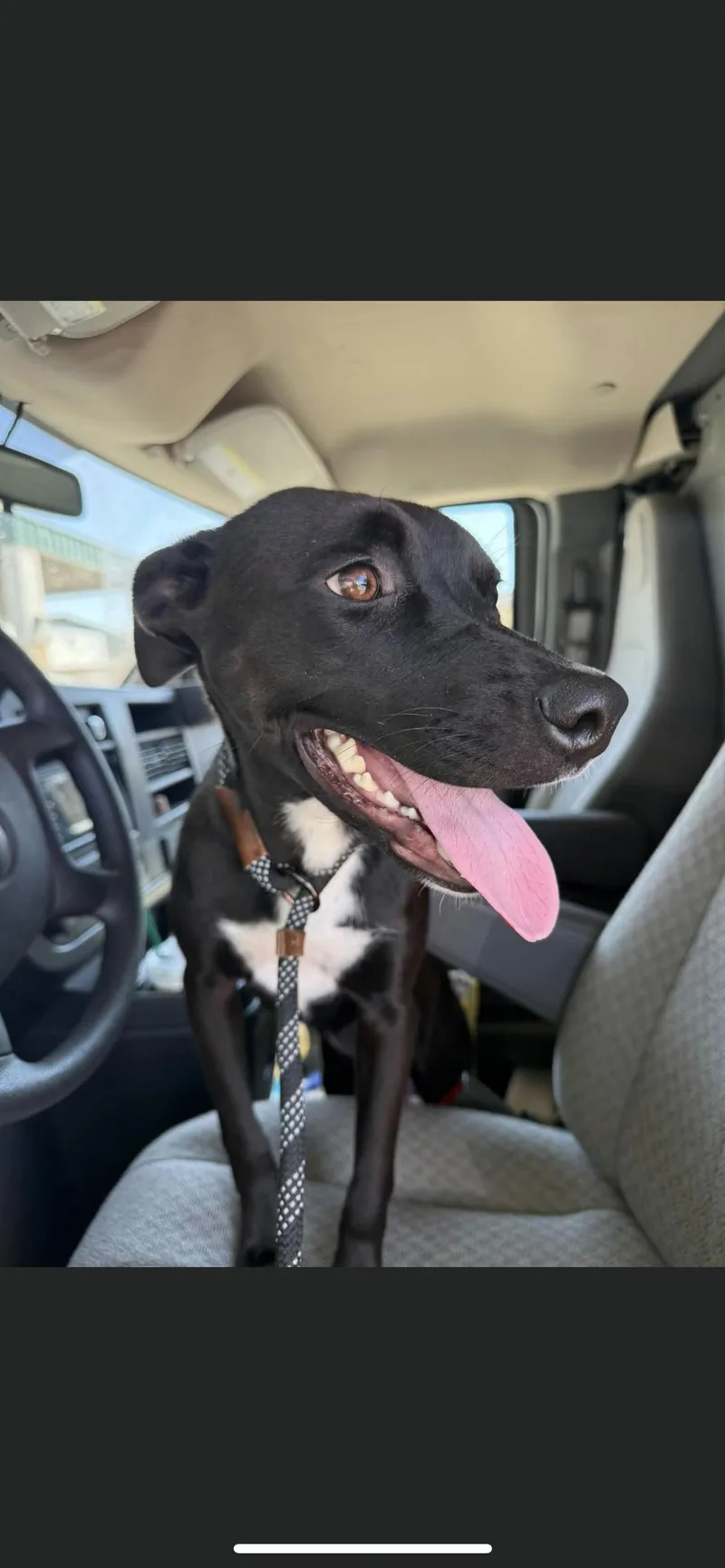 A young medium-sized female Labrador Retriever dog named Gaby for adoption in Hamden, CT
