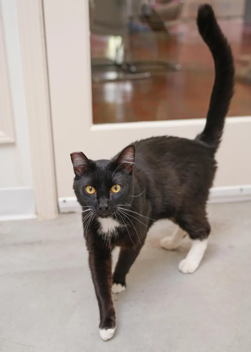 An adult medium-sized male Black & White / Tuxedo Domestic Short Hair cat named Prince for adoption in Boise, ID