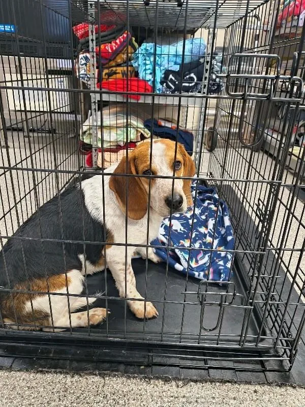 A young medium-sized male Tricolor (Brown, Black, & White) Beagle dog named Vamoose for adoption in Georgetown, OH