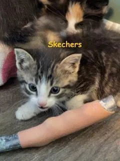 A baby medium-sized female Tabby (Gray / Blue / Silver) Domestic Short Hair cat named Skechers for adoption in Carneys Point, NJ