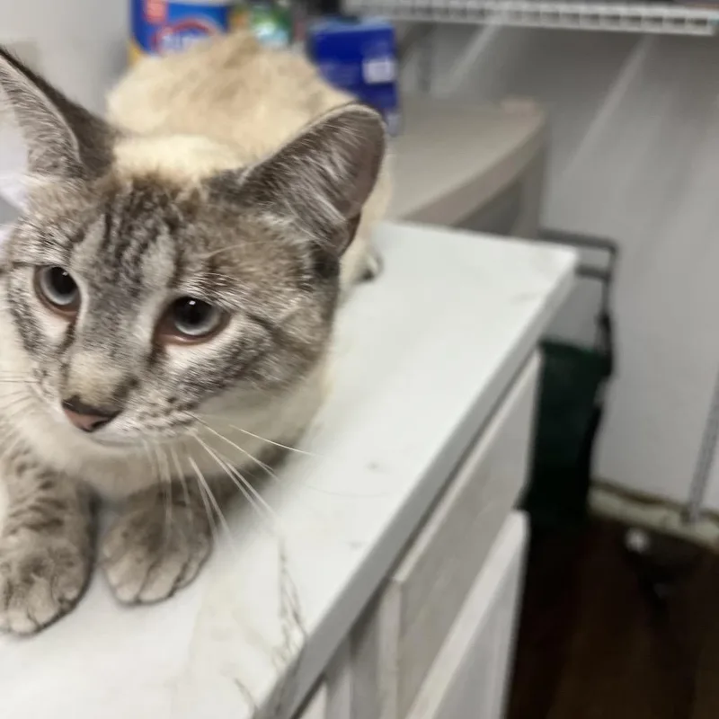 An adult medium-sized male Buff / Tan / Fawn Siamese cat named Oreo Boy for adoption in St. Louis, MO